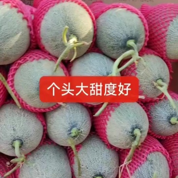 哈密瓜
