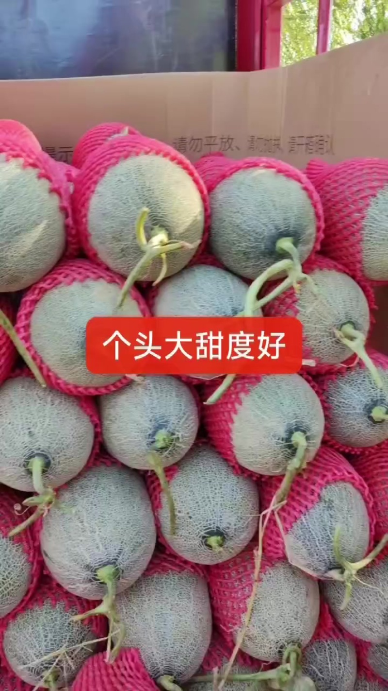 哈密瓜