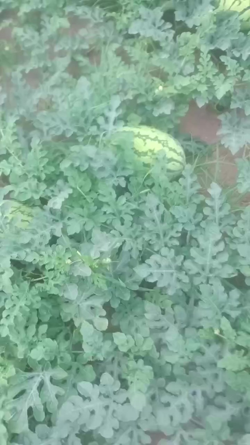 宁夏西瓜