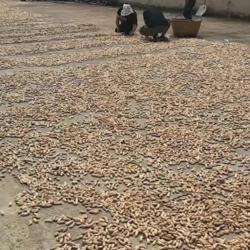 云南建水七彩新鲜花生