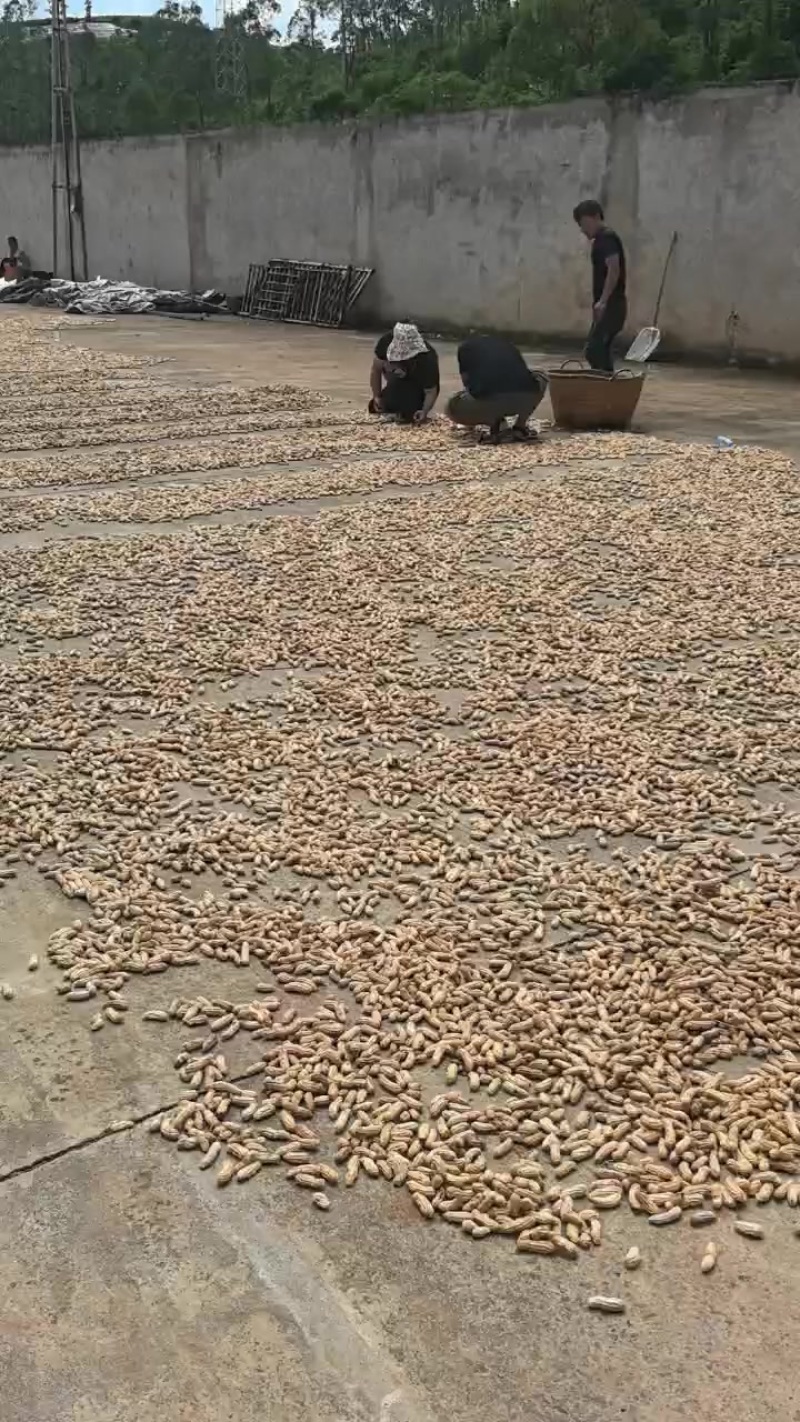 云南建水七彩新鲜花生