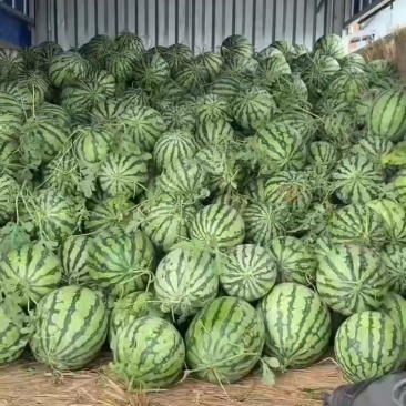 美都西瓜