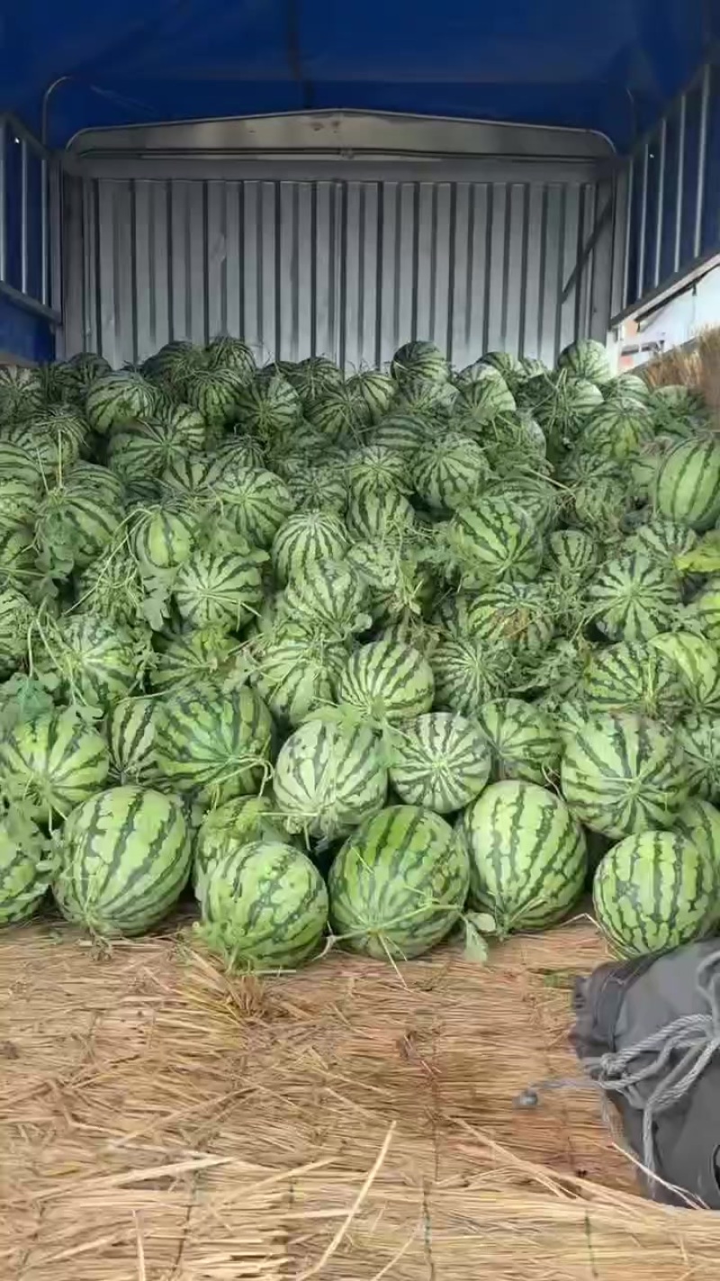 美都西瓜