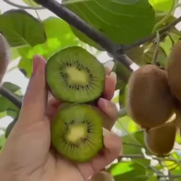 迷糊桃之乡自家种植品种多多量大