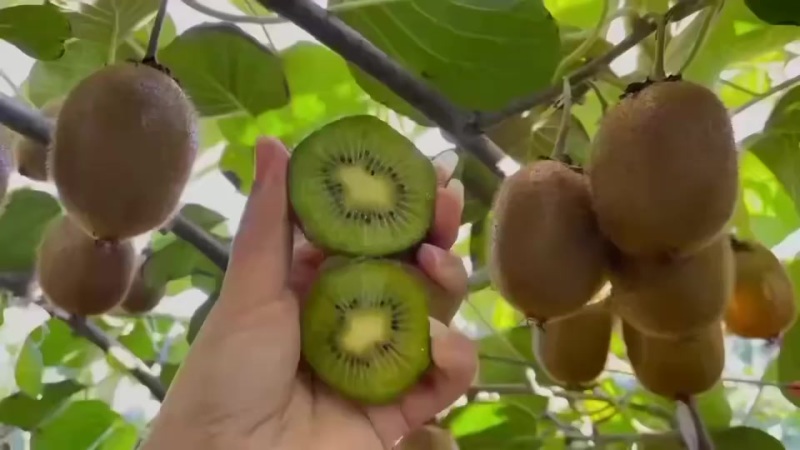 迷糊桃之乡自家种植品种多多量大