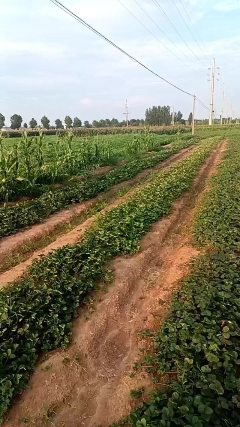 草莓苗子