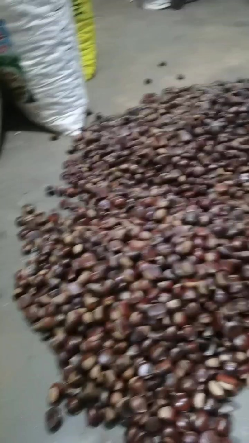 云南老树板栗
