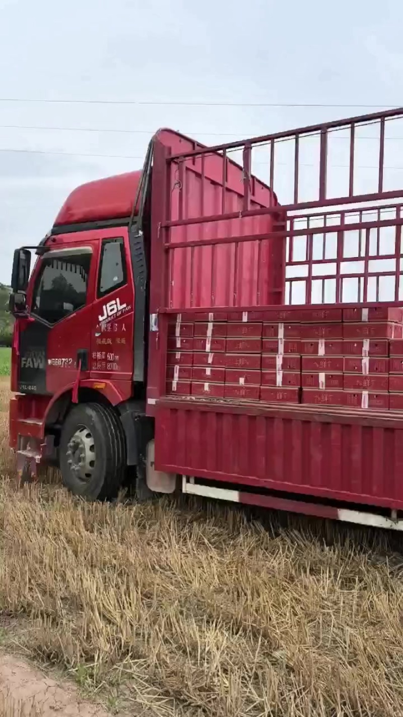 陕西红香酥