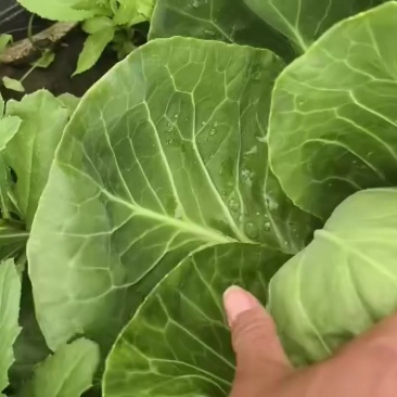 精品甘蓝大量有货价格不贵