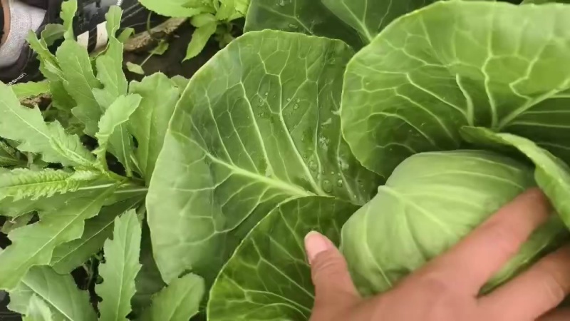 精品甘蓝大量有货价格不贵