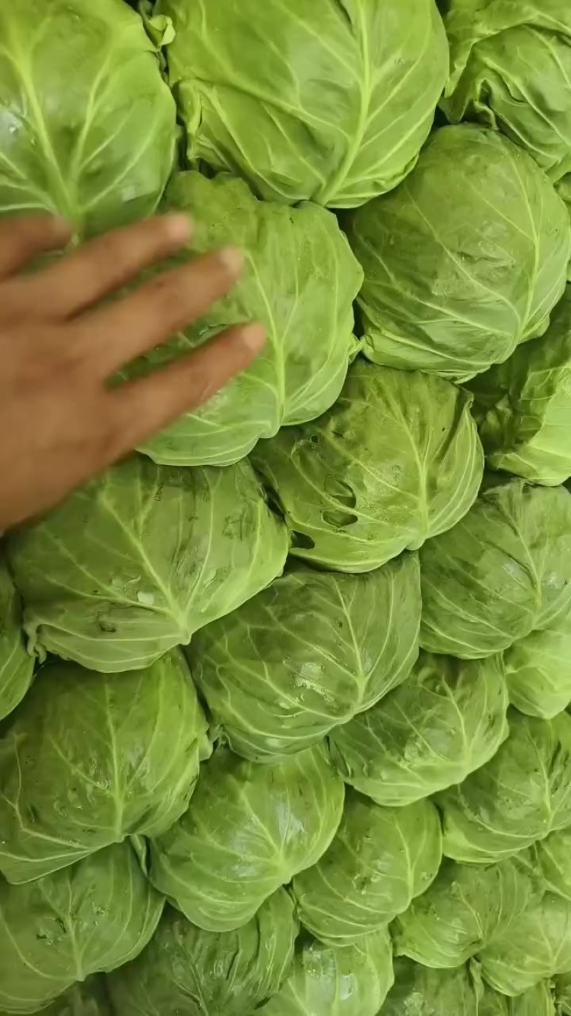 精品甘蓝大量有货价格不贵
