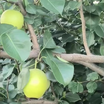 个大皮薄肉多