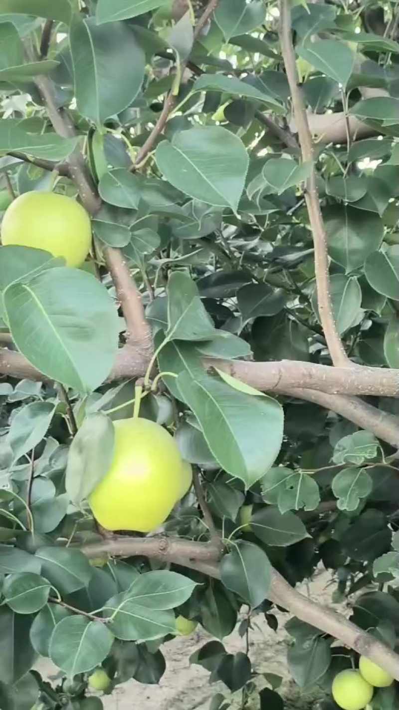 个大皮薄肉多