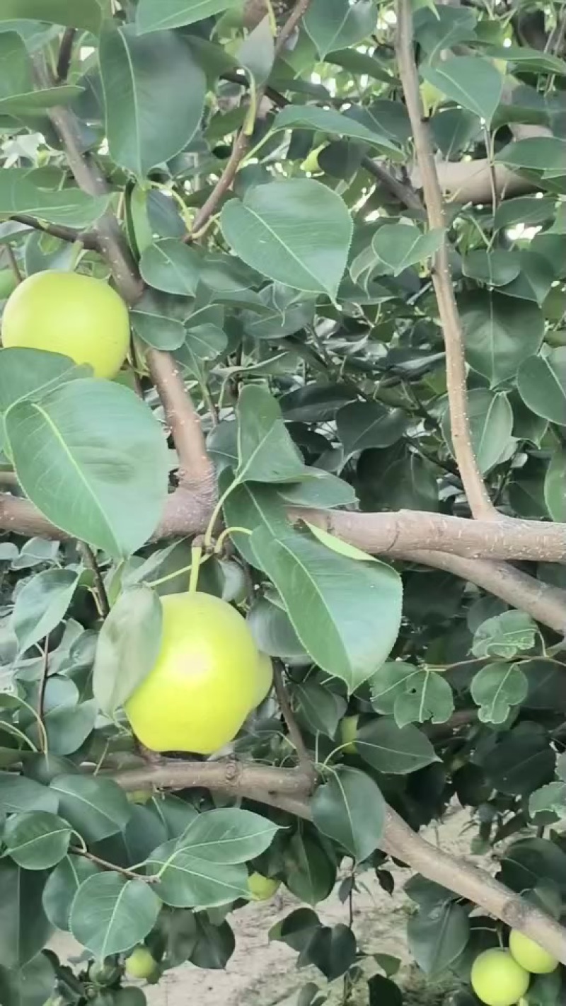 个大皮薄肉多