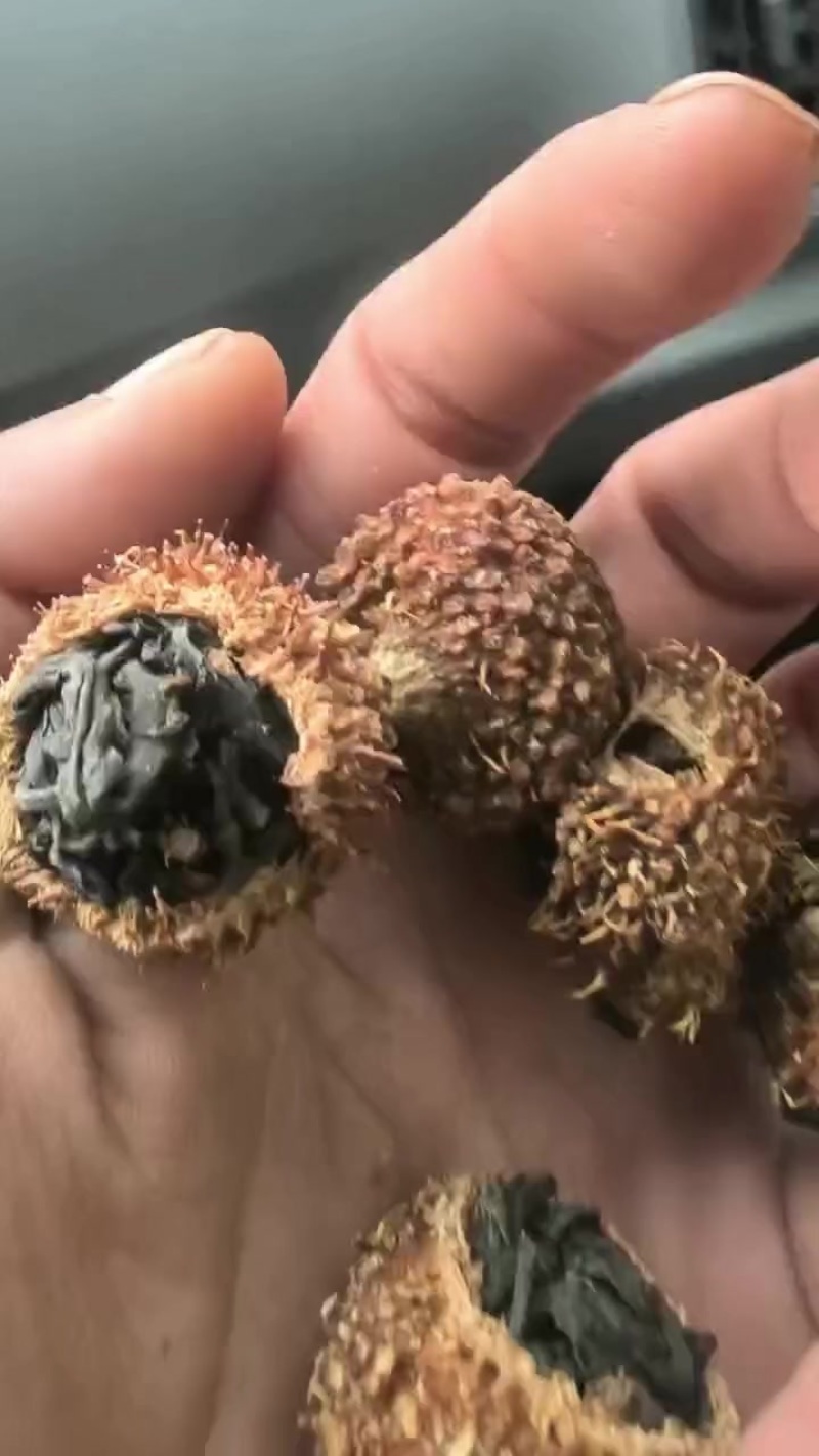 贵州刺梨鲜果