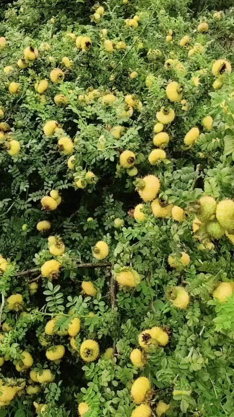贵州刺梨鲜果
