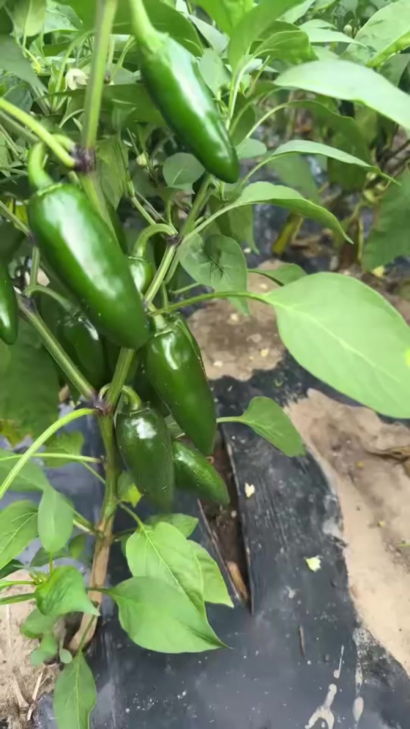 新鲜港椒/泡椒