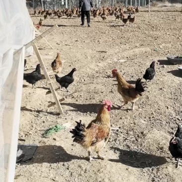 纯粮食喂养大公鸡