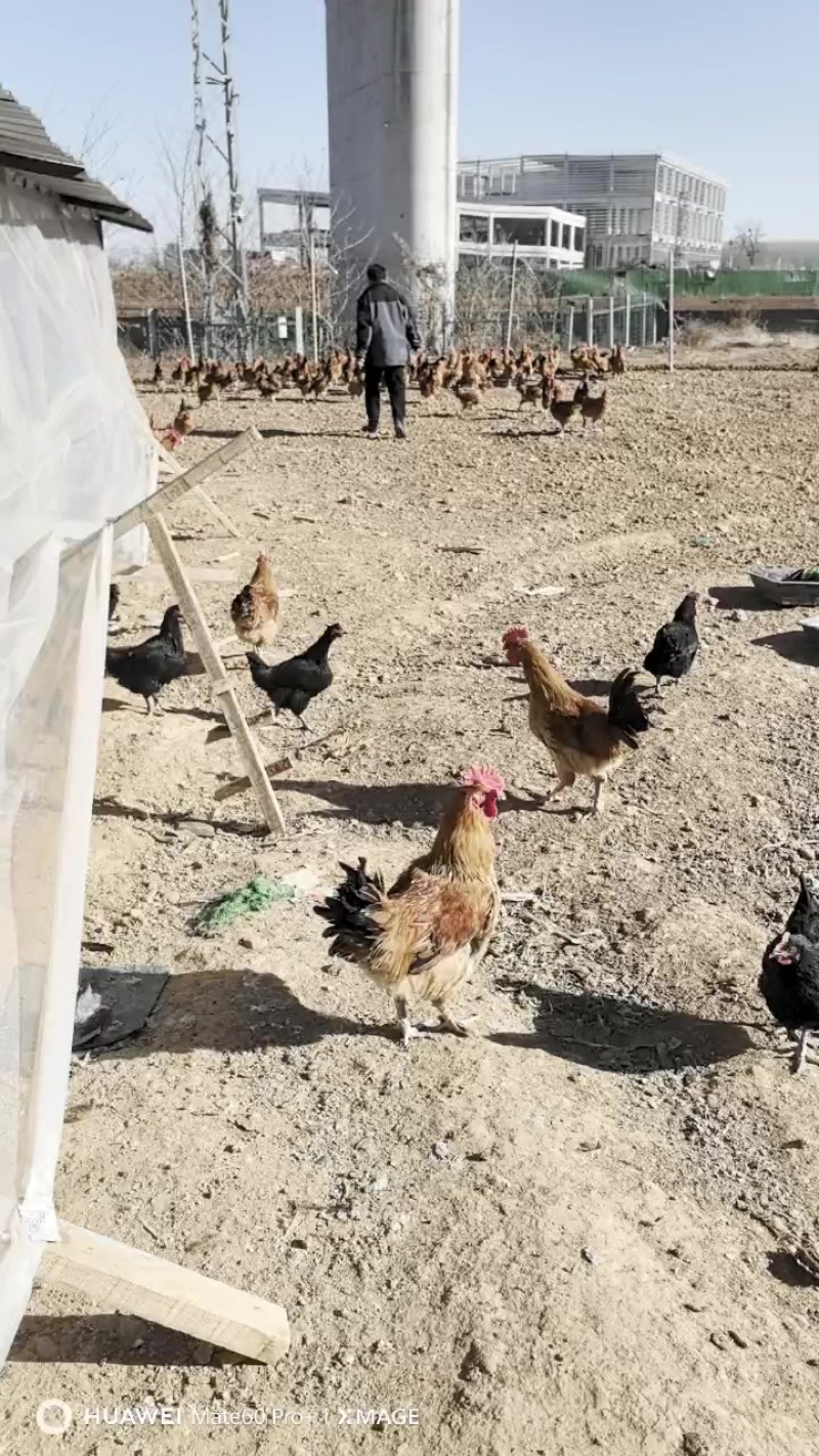 纯粮食喂养大公鸡