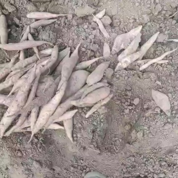大量优质哈密红薯上市