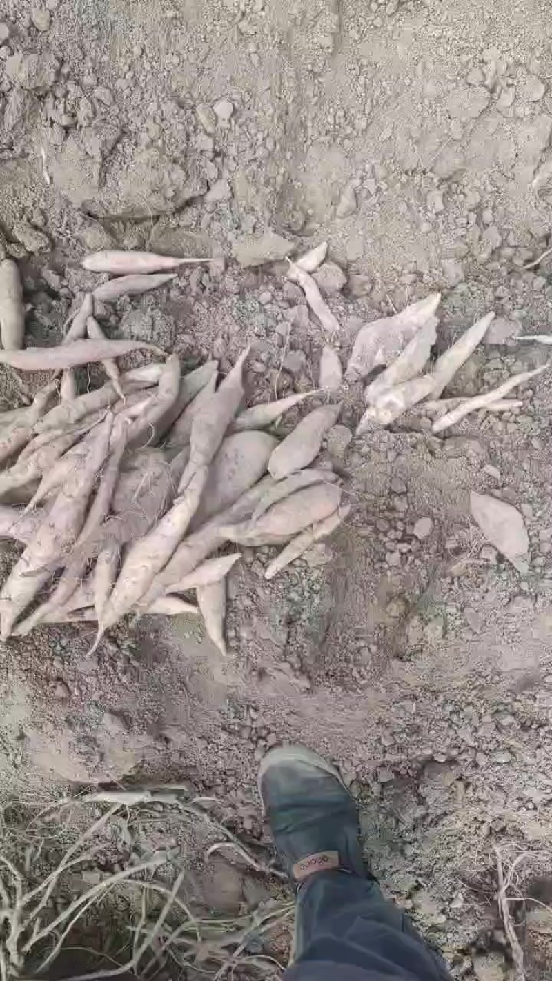 大量优质哈密红薯上市