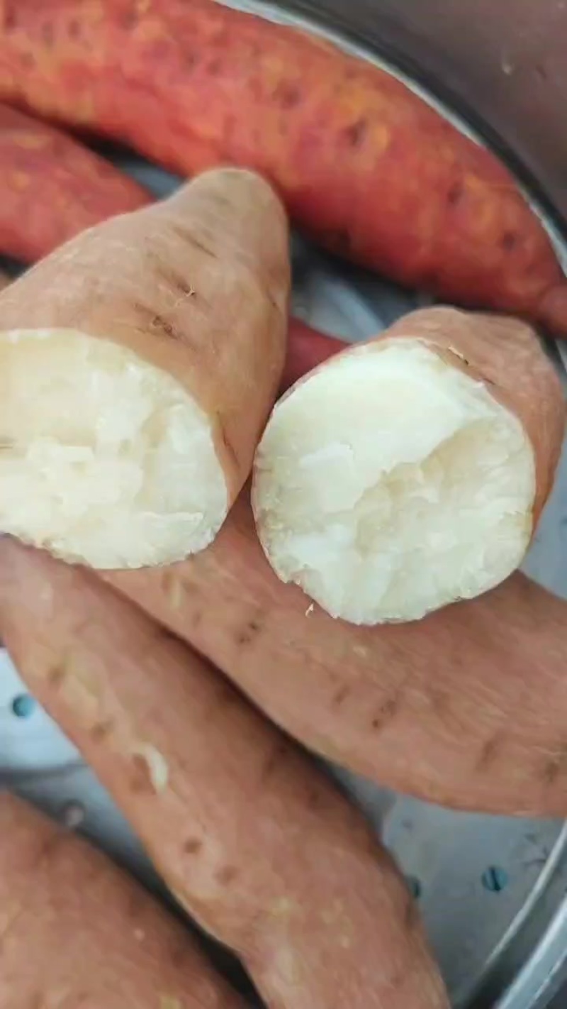 大量优质哈密红薯上市
