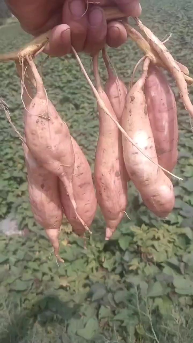 大量优质哈密红薯上市