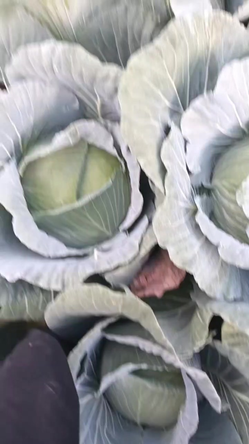绿苑4号松柏菜