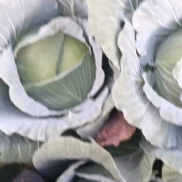 绿苑4号松柏菜