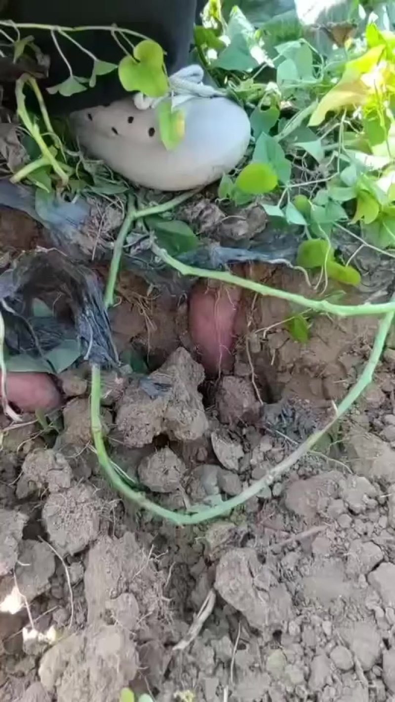 商薯19