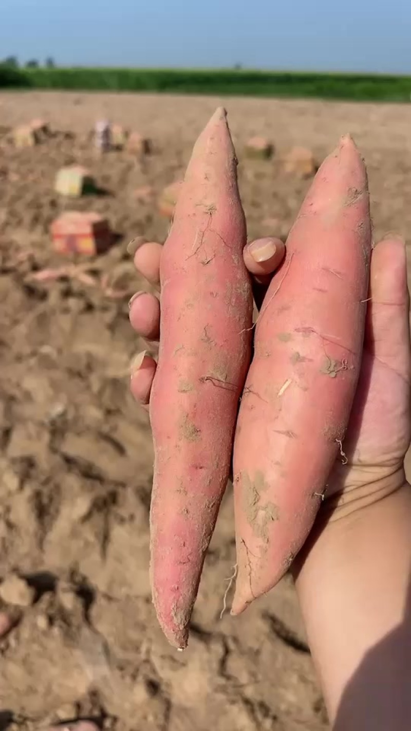 烟薯25