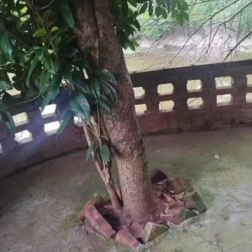 丹桂