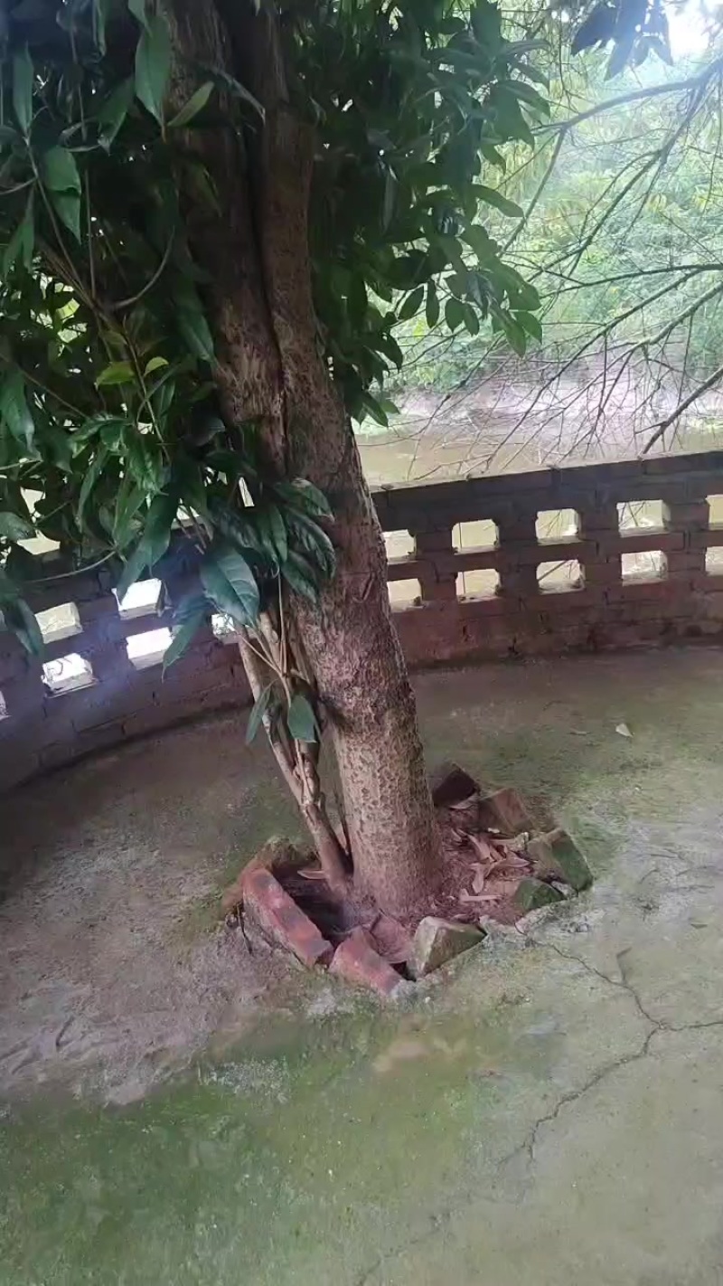 丹桂