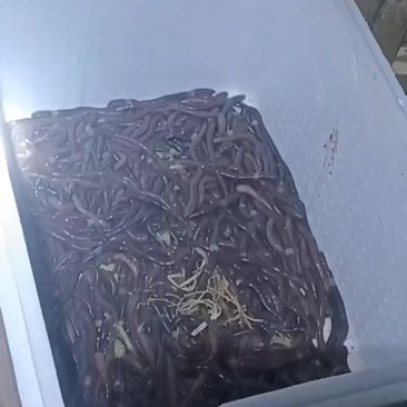广地龙湿货