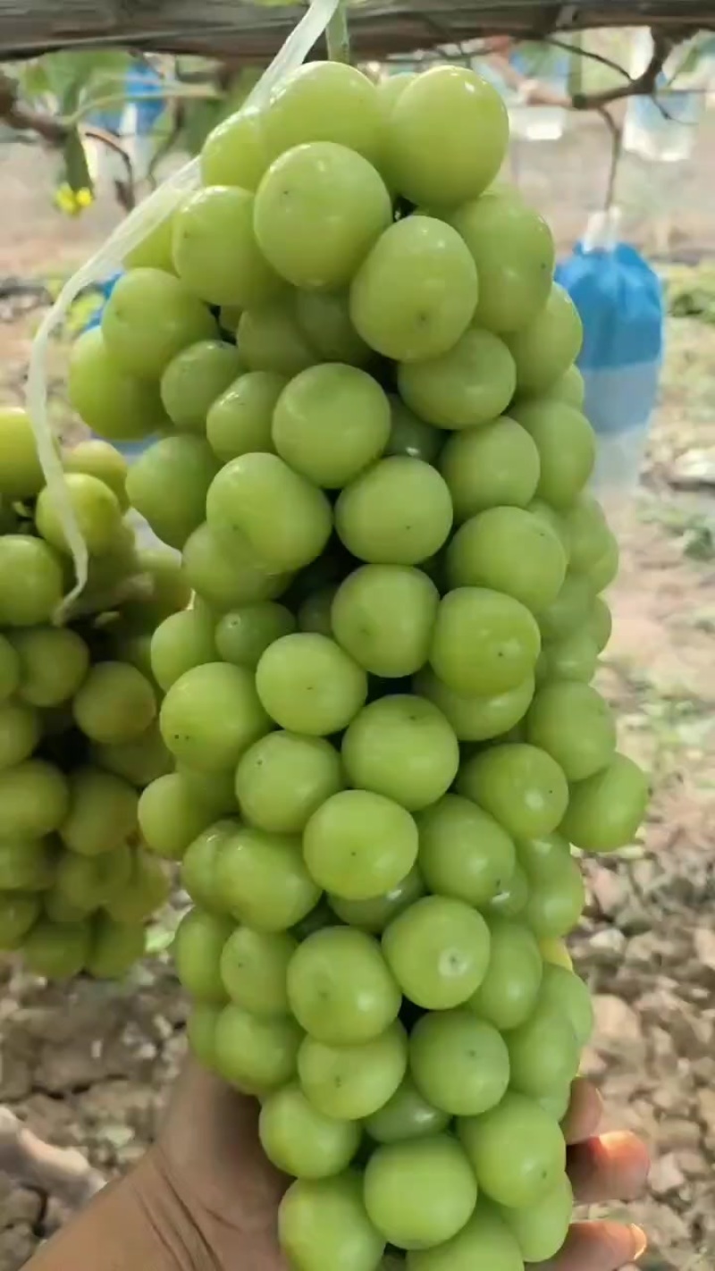 阳光玫瑰