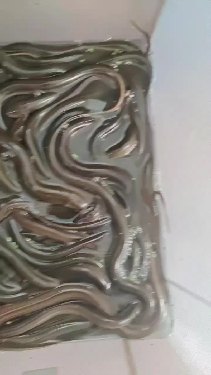 安徽芜湖黄鳝