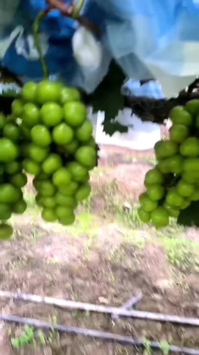 阳光玫瑰一成熟大量现货