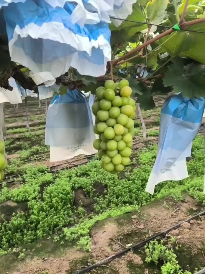 阳光玫瑰一成熟大量现货