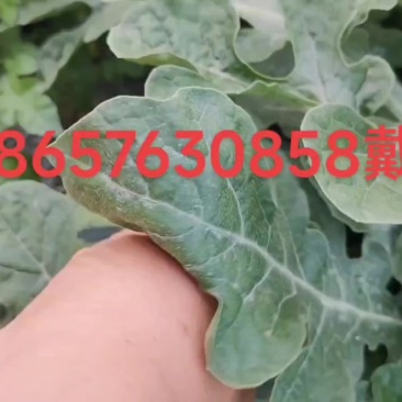 山西无子麒麟美都