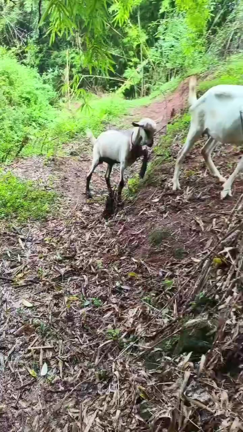 奶山羊