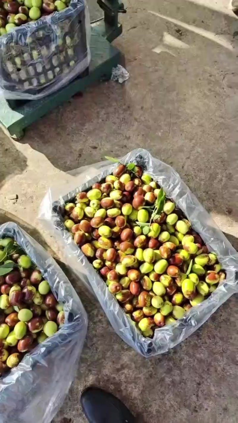 鸡心枣，红枣，鲜枣，自然成熟