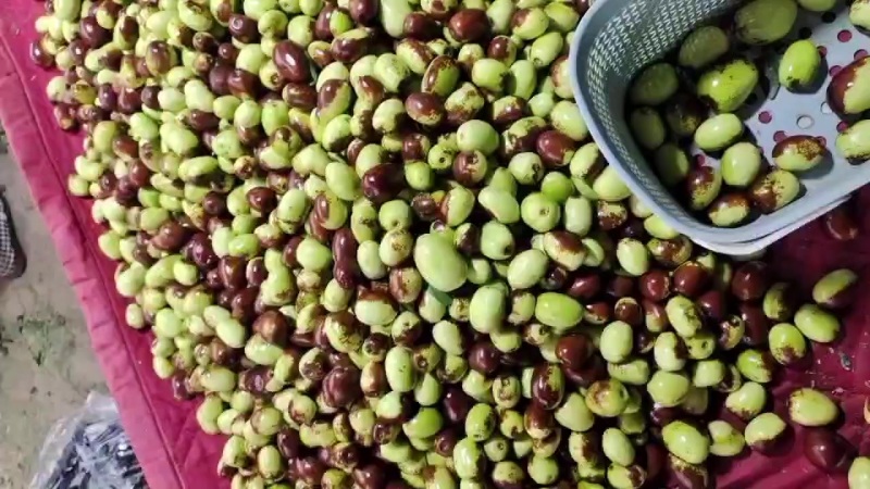 鸡心枣，红枣，鲜枣，自然成熟