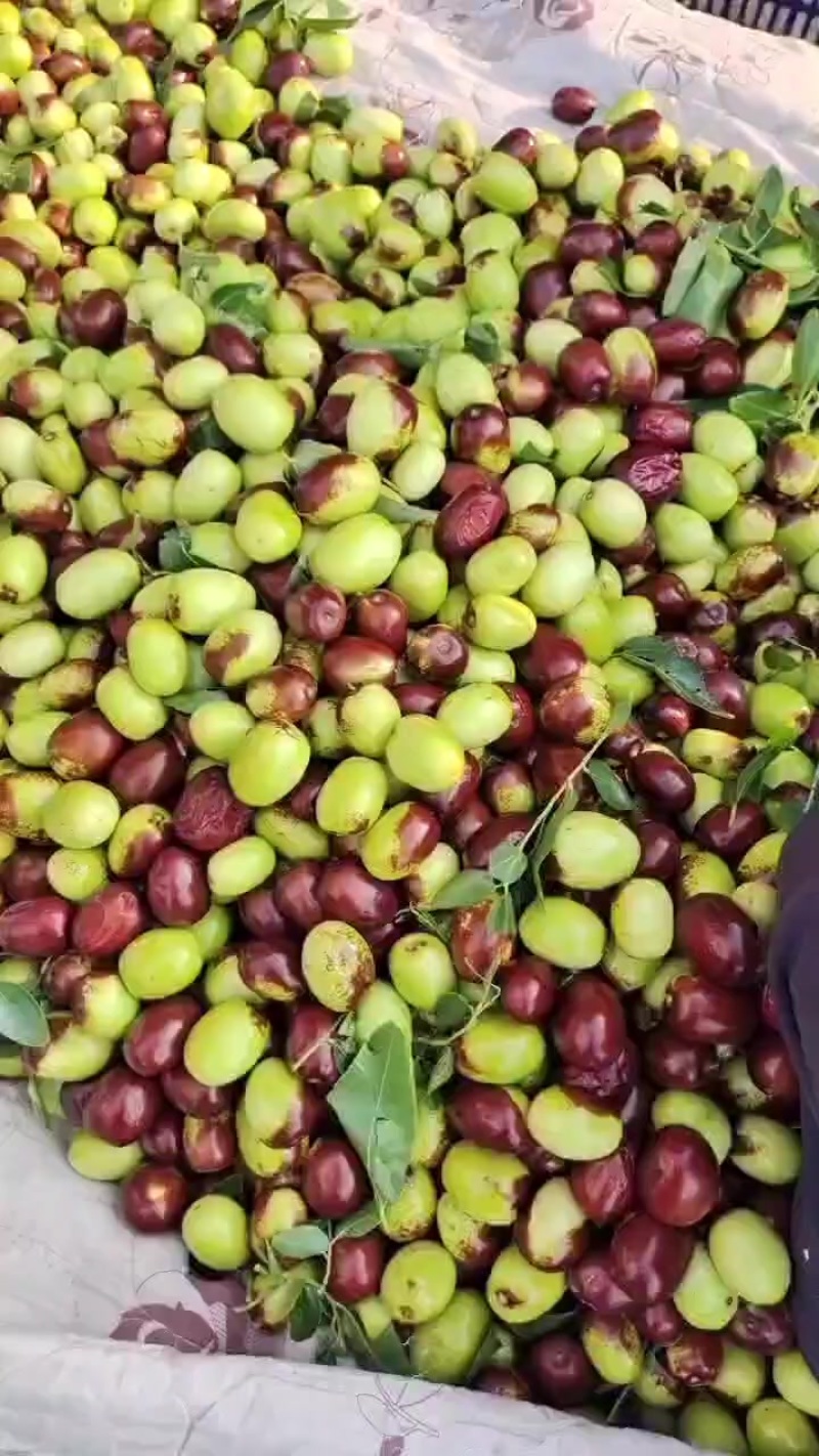 鸡心枣，红枣，鲜枣，自然成熟
