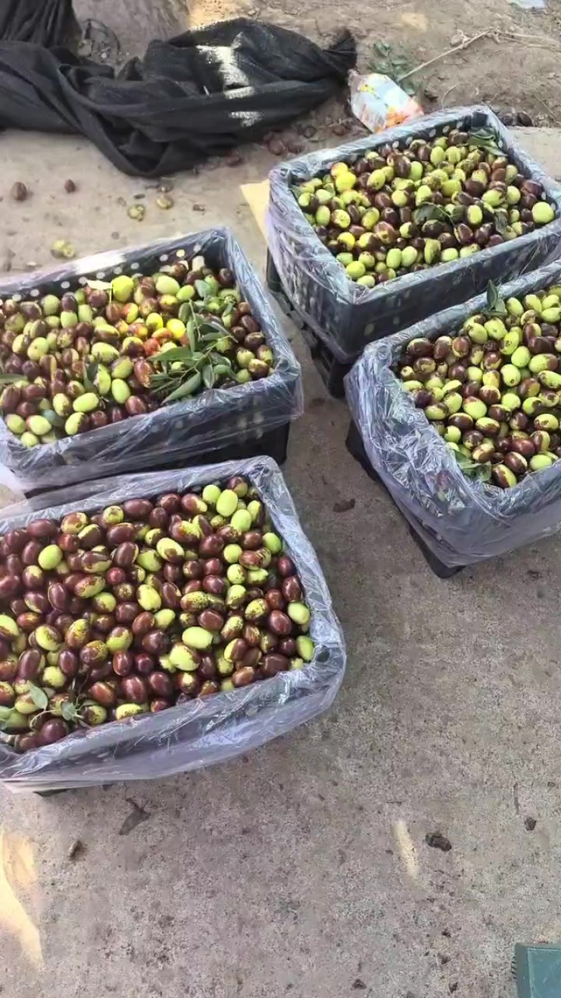 鸡心枣，红枣，鲜枣，自然成熟