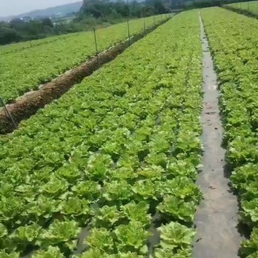 精品意大利常年收购批发售卖欢迎广大客商订购联系