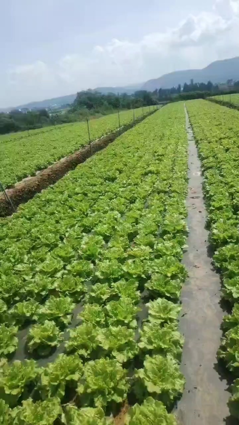 精品意大利常年收购批发售卖欢迎广大客商订购联系