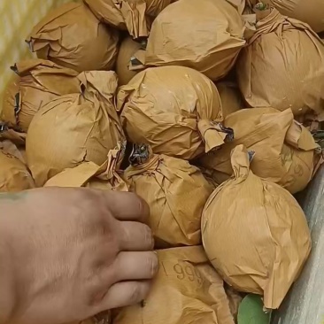 精品皇冠梨