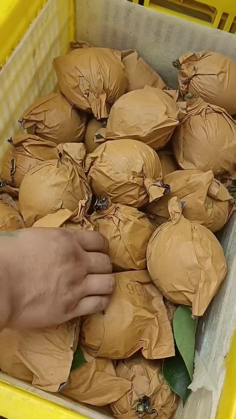 精品皇冠梨
