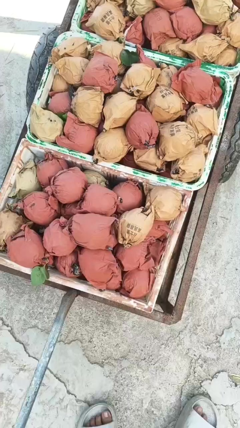 精品皇冠梨