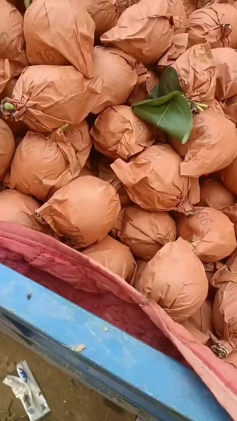 精品皇冠梨